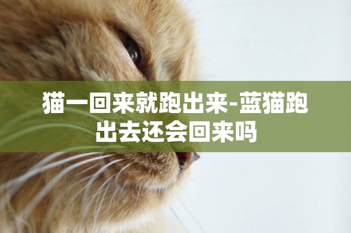 貓一回來就跑出來-藍貓跑出去還會回來嗎