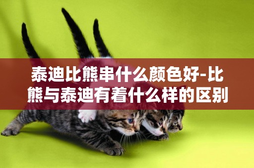 泰迪比熊串什么顏色好-比熊與泰迪有著什么樣的區別
