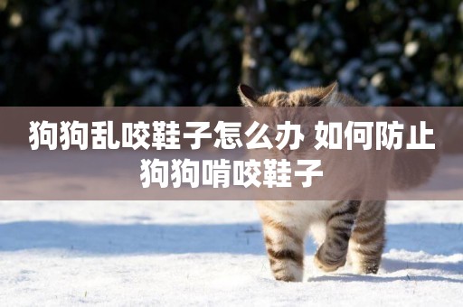 狗狗亂咬鞋子怎么辦 如何防止狗狗啃咬鞋子