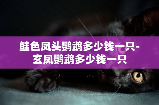 鮭色鳳頭鸚鵡多少錢一只-玄鳳鸚鵡多少錢一只