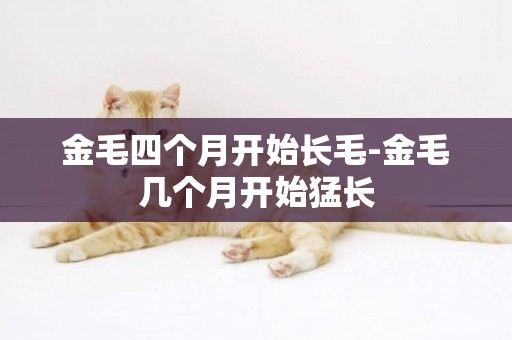 金毛四個月開始長毛-金毛幾個月開始猛長