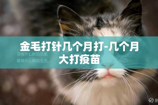 金毛打針幾個月打-幾個月大打疫苗