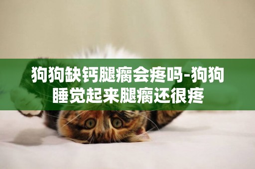 狗狗缺鈣腿瘸會疼嗎-狗狗睡覺起來腿瘸還很疼