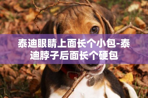 泰迪眼睛上面長個小包-泰迪脖子后面長個硬包