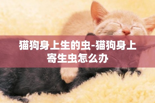 貓狗身上生的蟲-貓狗身上寄生蟲怎么辦