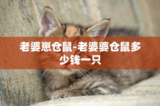 老婆崽倉鼠-老婆婆倉鼠多少錢一只
