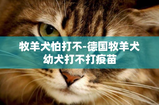 牧羊犬怕打不-德國牧羊犬幼犬打不打疫苗