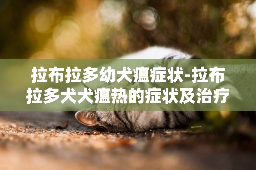 拉布拉多幼犬瘟癥狀-拉布拉多犬犬瘟熱的癥狀及治療方法