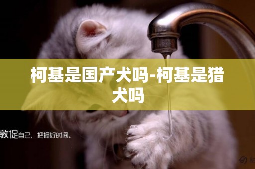 柯基是國產犬嗎-柯基是獵犬嗎