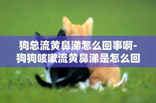 狗總流黃鼻涕怎么回事啊-狗狗咳嗽流黃鼻涕是怎么回事