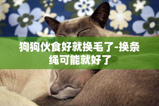 狗狗伙食好就換毛了-換條繩可能就好了