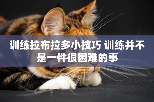 訓練拉布拉多小技巧 訓練并不是一件很困難的事