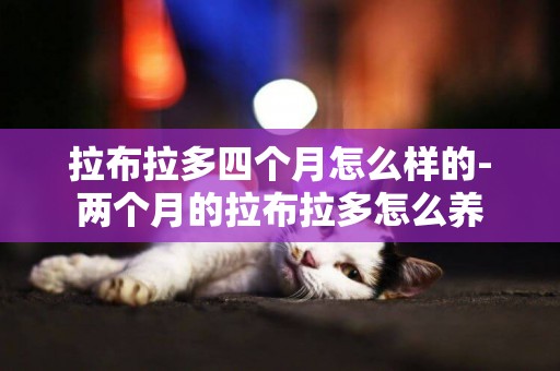 拉布拉多四個月怎么樣的-兩個月的拉布拉多怎么養