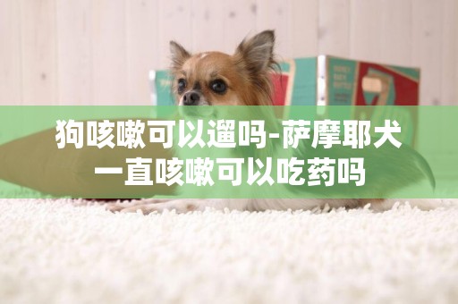 狗咳嗽可以遛嗎-薩摩耶犬一直咳嗽可以吃藥嗎