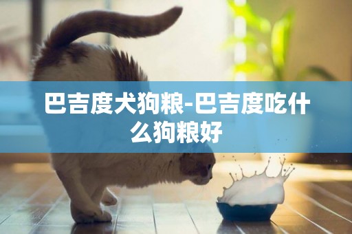 巴吉度犬狗糧-巴吉度吃什么狗糧好