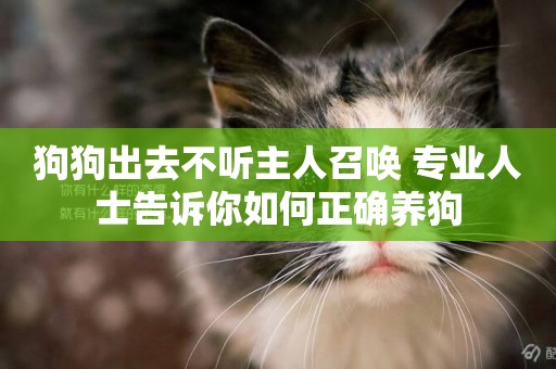 狗狗出去不聽主人召喚 專業人士告訴你如何正確養狗