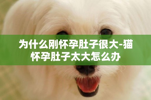 為什么剛懷孕肚子很大-貓懷孕肚子太大怎么辦