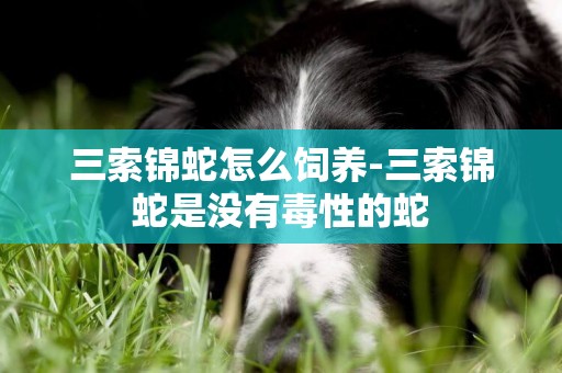 三索錦蛇怎么飼養-三索錦蛇是沒有毒性的蛇