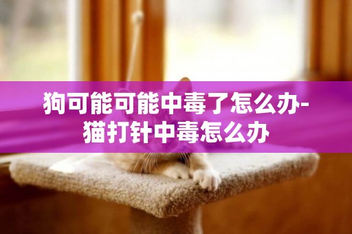 狗可能可能中毒了怎么辦-貓打針中毒怎么辦