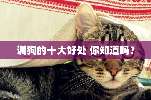 訓狗的十大好處 你知道嗎？