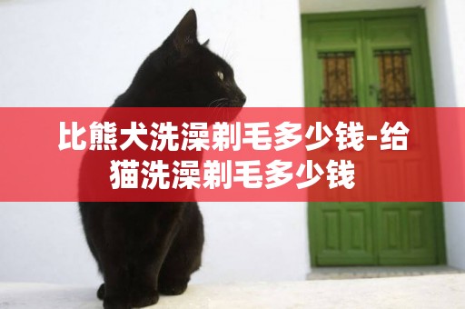 比熊犬洗澡剃毛多少錢-給貓洗澡剃毛多少錢