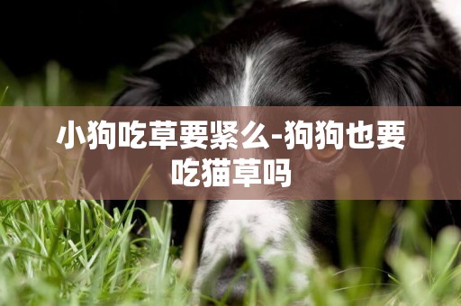 小狗吃草要緊么-狗狗也要吃貓草嗎