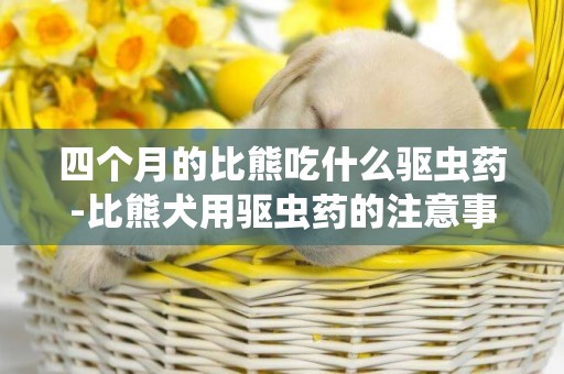 四個月的比熊吃什么驅蟲藥-比熊犬用驅蟲藥的注意事項