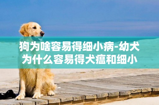 狗為啥容易得細小病-幼犬為什么容易得犬瘟和細小