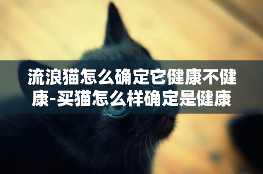 流浪貓怎么確定它健康不健康-買貓怎么樣確定是健康貓