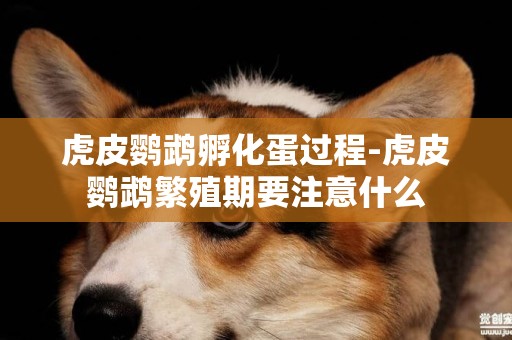 虎皮鸚鵡孵化蛋過程-虎皮鸚鵡繁殖期要注意什么