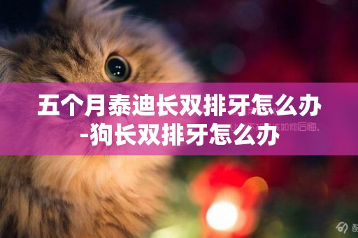 五個月泰迪長雙排牙怎么辦-狗長雙排牙怎么辦