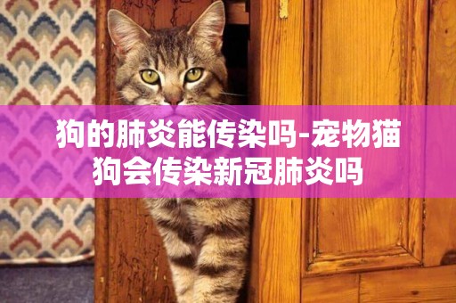 狗的肺炎能傳染嗎-寵物貓狗會傳染新冠肺炎嗎