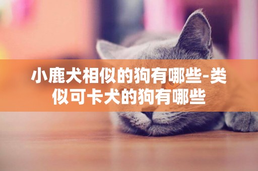小鹿犬相似的狗有哪些-類似可卡犬的狗有哪些
