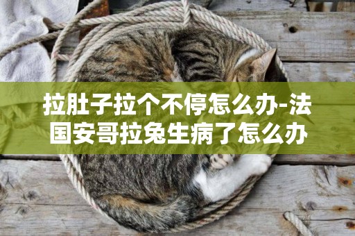 拉肚子拉個不停怎么辦-法國安哥拉兔生病了怎么辦
