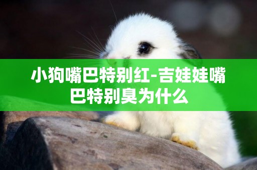 小狗嘴巴特別紅-吉娃娃嘴巴特別臭為什么