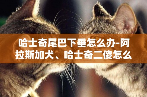 哈士奇尾巴下垂怎么辦-阿拉斯加犬、哈士奇二傻怎么分