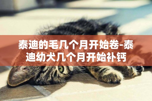 泰迪的毛幾個月開始卷-泰迪幼犬幾個月開始補鈣