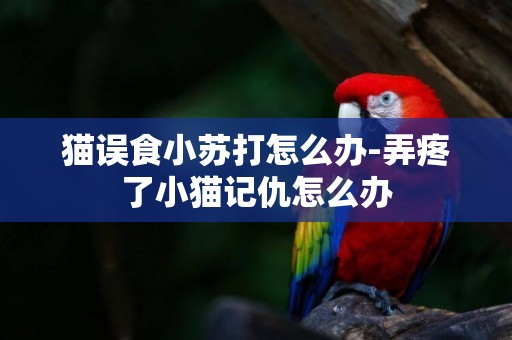 貓誤食小蘇打怎么辦-弄疼了小貓記仇怎么辦