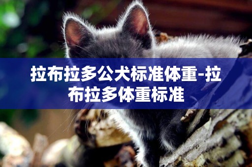 拉布拉多公犬標準體重-拉布拉多體重標準