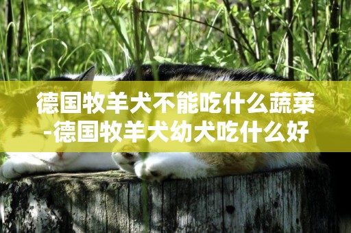 德國牧羊犬不能吃什么蔬菜-德國牧羊犬幼犬吃什么好