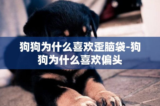 狗狗為什么喜歡歪腦袋-狗狗為什么喜歡偏頭