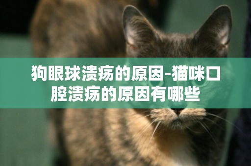 狗眼球潰瘍的原因-貓咪口腔潰瘍的原因有哪些