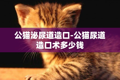 公貓泌尿道造口-公貓尿道造口術多少錢