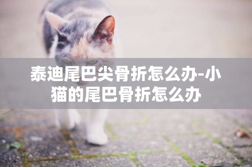 泰迪尾巴尖骨折怎么辦-小貓的尾巴骨折怎么辦