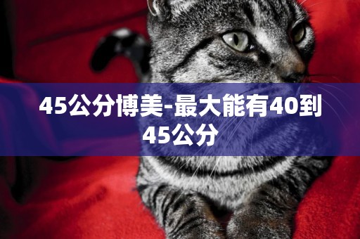 45公分博美-最大能有40到45公分
