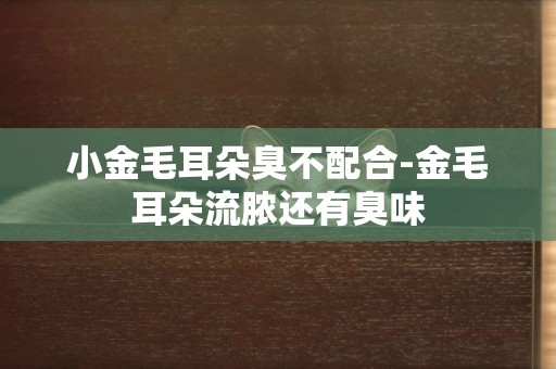 小金毛耳朵臭不配合-金毛耳朵流膿還有臭味
