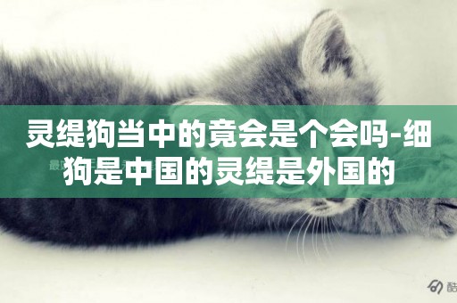 靈緹狗當中的竟會是個會嗎-細狗是中國的靈緹是外國的