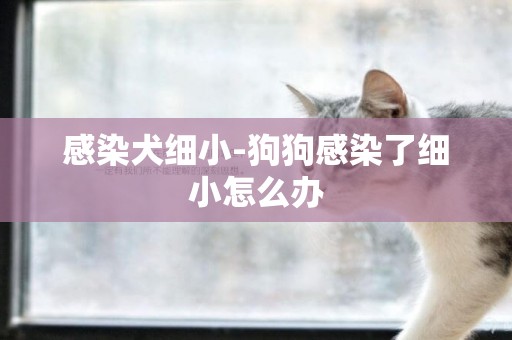 感染犬細小-狗狗感染了細小怎么辦