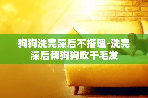 狗狗洗完澡后不搭理-洗完澡后幫狗狗吹干毛發