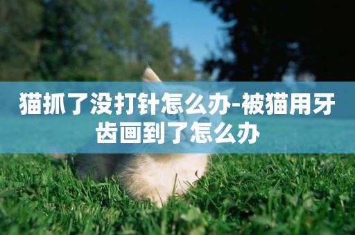 貓抓了沒打針怎么辦-被貓用牙齒畫到了怎么辦
